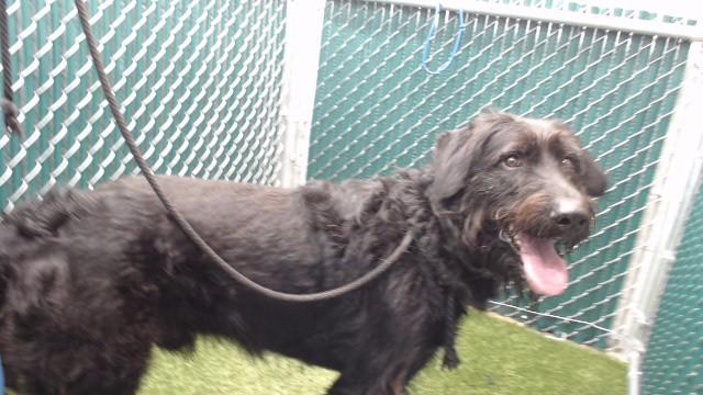 HASHI, Adoptable, Young Male Irish Wolfhound & Mixed Breed.