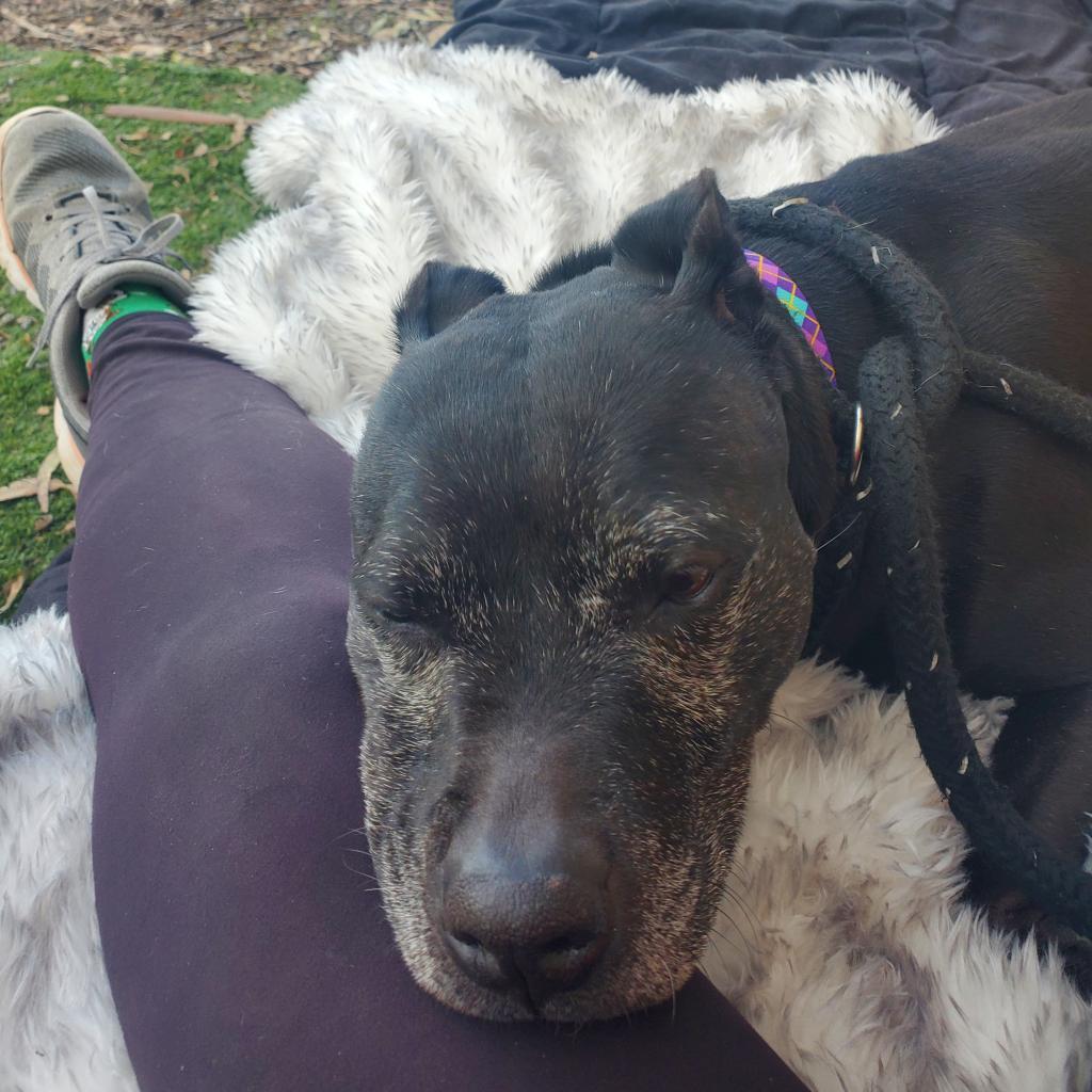 Pookie, a Adopted Pit Bull Terrier in Kensington, CA image 2/5