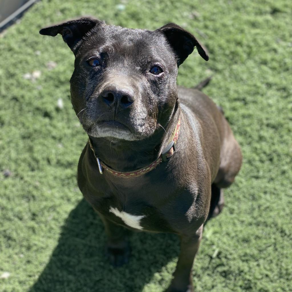 Pookie, a Adopted Pit Bull Terrier in Kensington, CA image 4/5