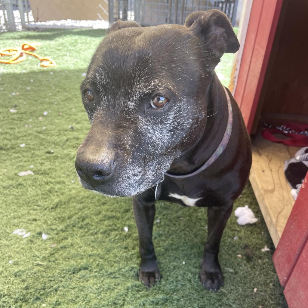 Pookie, a Adopted Pit Bull Terrier in Kensington, CA image 3/5