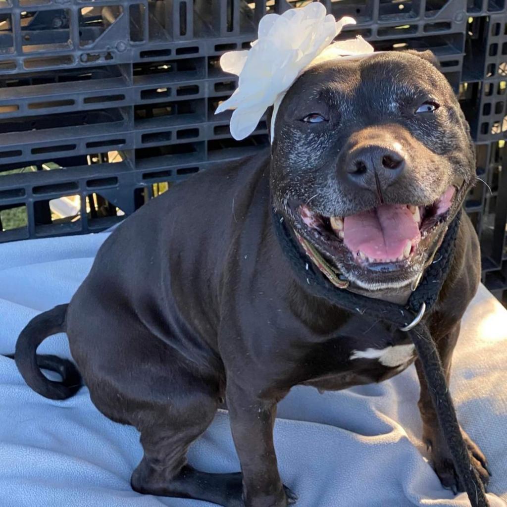 Pookie, a Adopted Pit Bull Terrier in Kensington, CA image 5/5