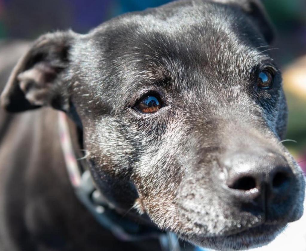 Pookie, Adopted, Senior Female Pit Bull Terrier.