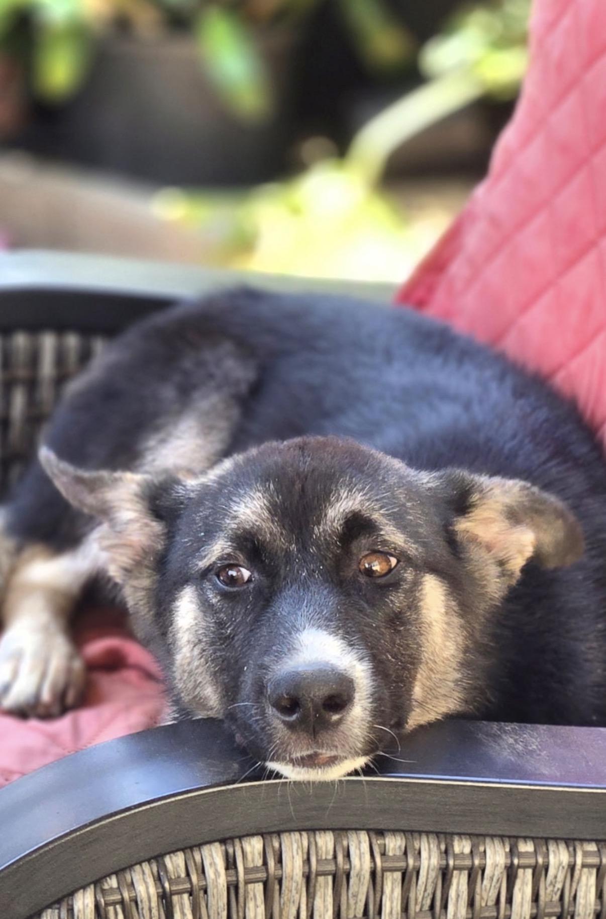 Dolly, an adopted Shepherd in Tarzana, CA image 5/5