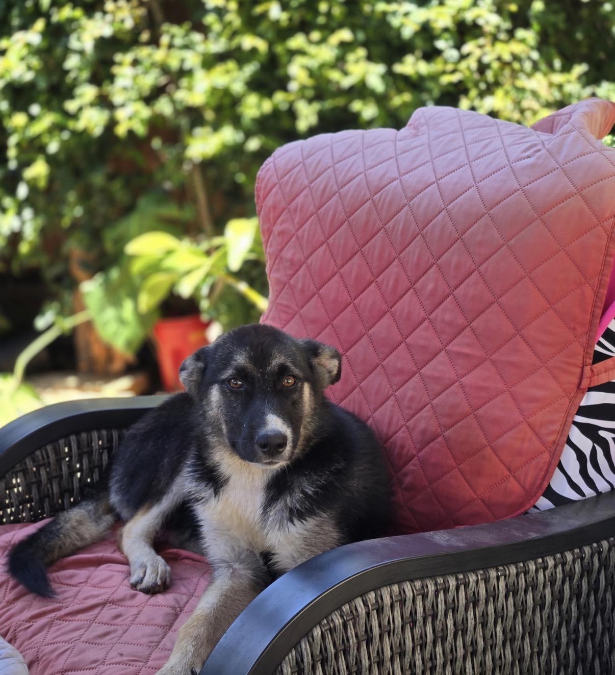 Dolly, an adopted Shepherd in Tarzana, CA image 3/5