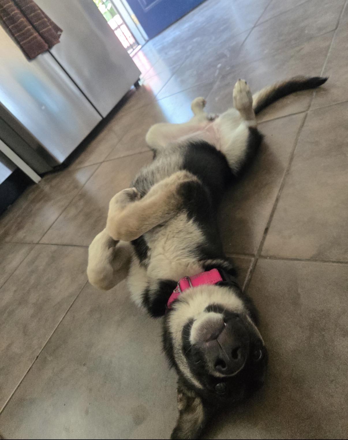 Dolly, an adopted Shepherd in Tarzana, CA image 4/5