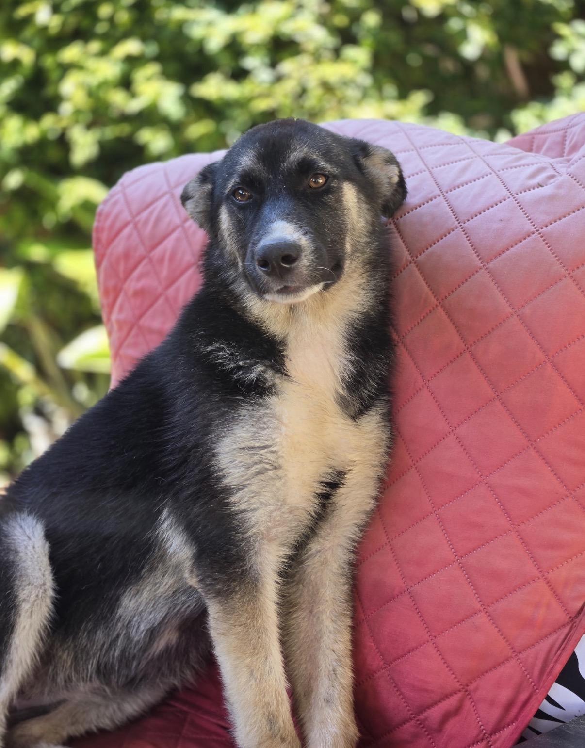 Dolly, an adopted Shepherd in Tarzana, CA image 2/5
