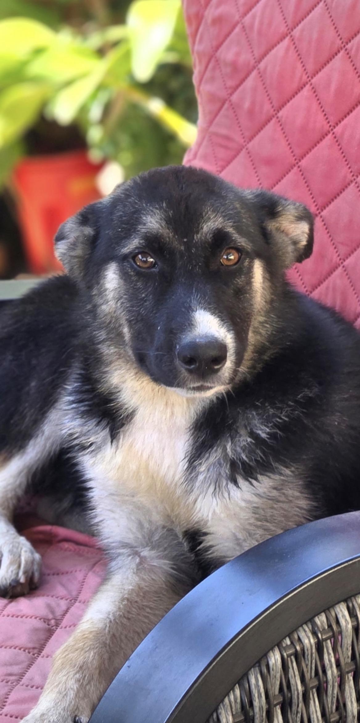 Dolly, adopted, Young Female Shepherd.