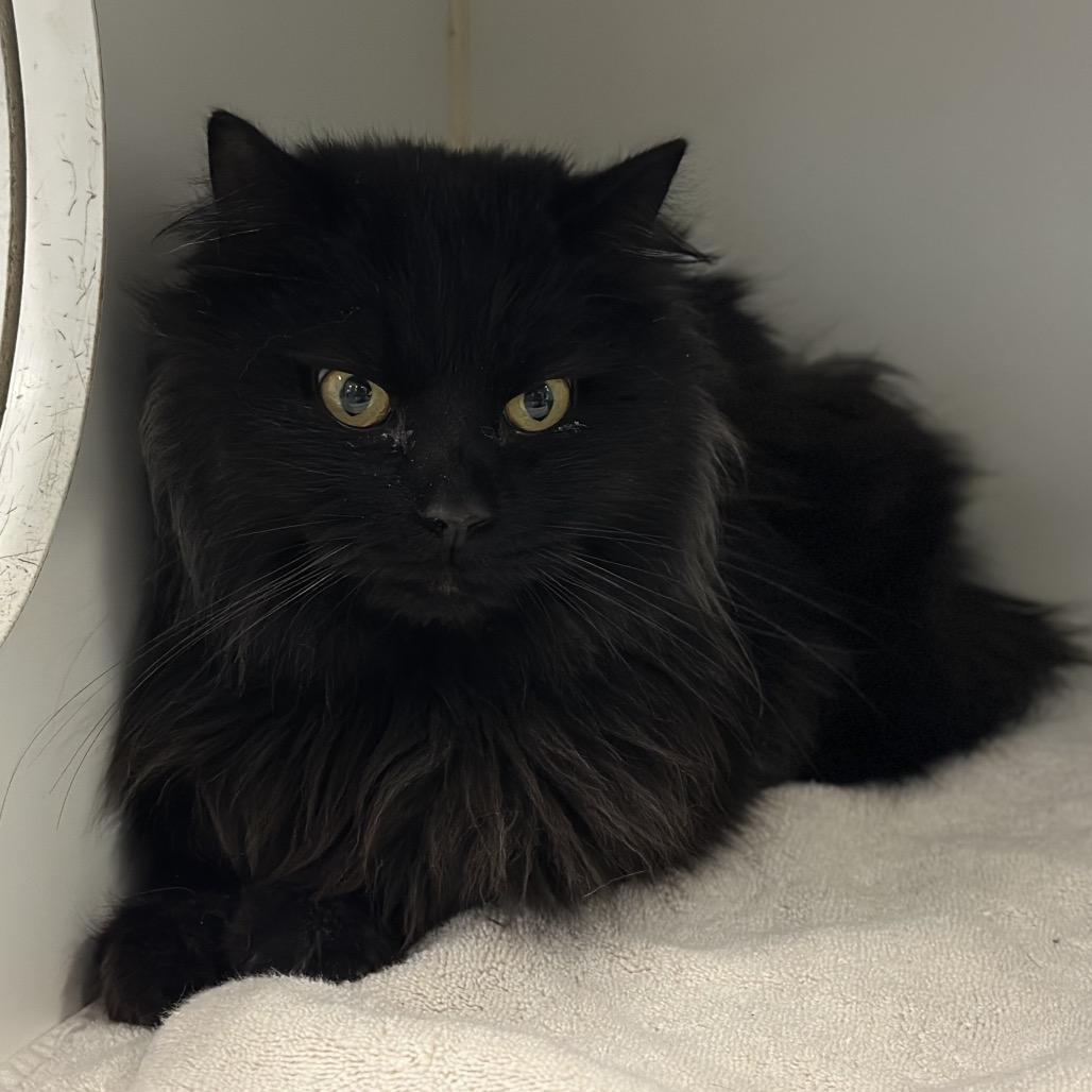 Jean Michel, Adoptable, Young Male Domestic Long Hair.