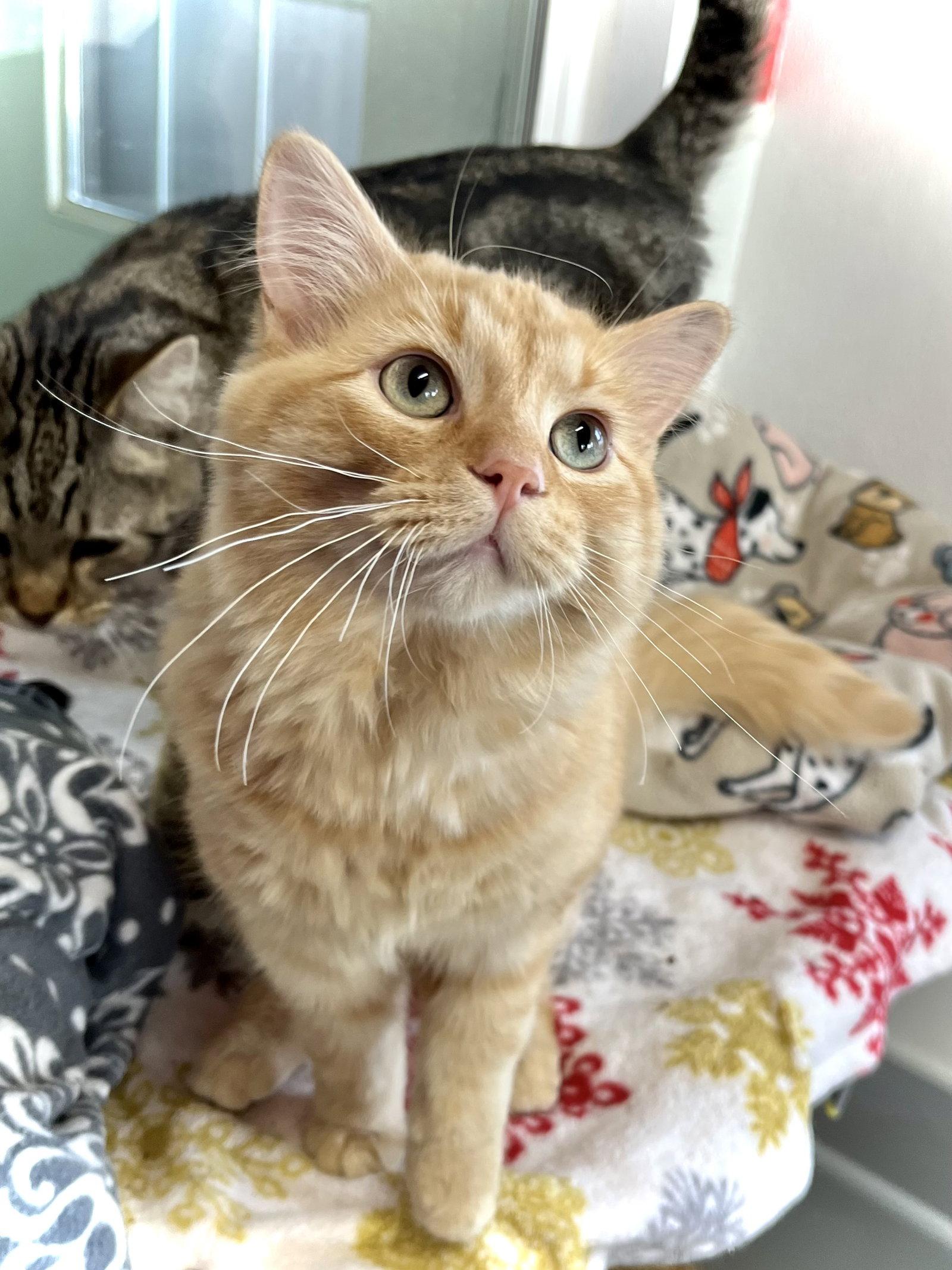 Carrot, Adopted, Kitten Male Domestic Medium Hair.