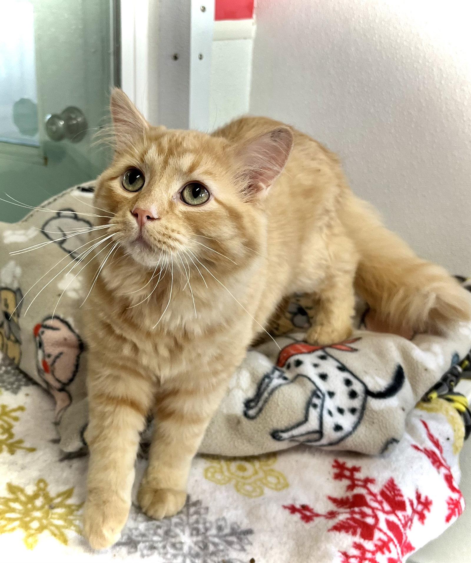 Carrot, a Adopted Domestic Medium Hair in Estherville, IA image 2/3