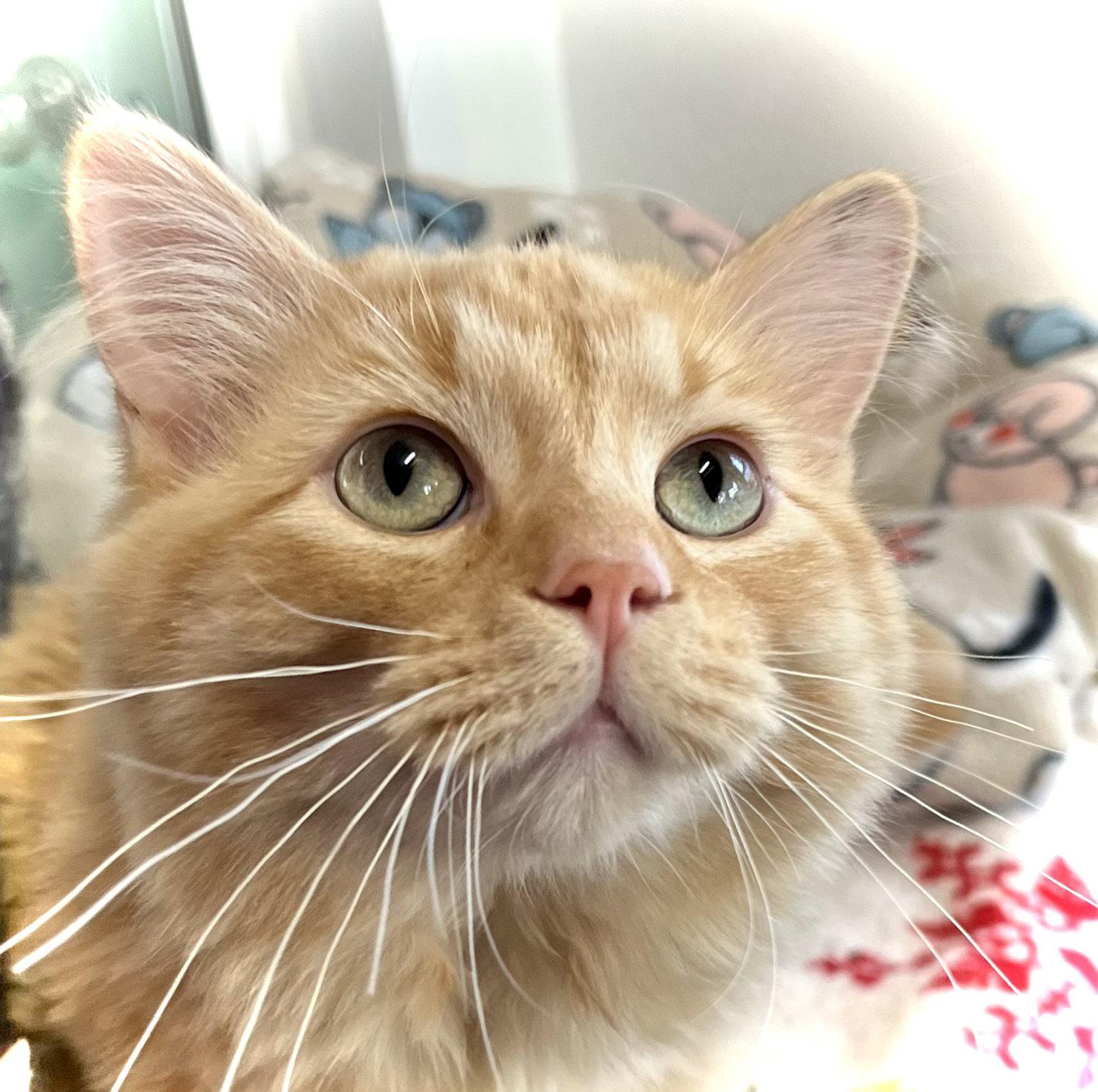 Carrot, a Adopted Domestic Medium Hair in Estherville, IA image 3/3