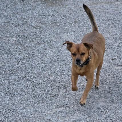 Copper, Adoptable, Senior Male Chihuahua.
