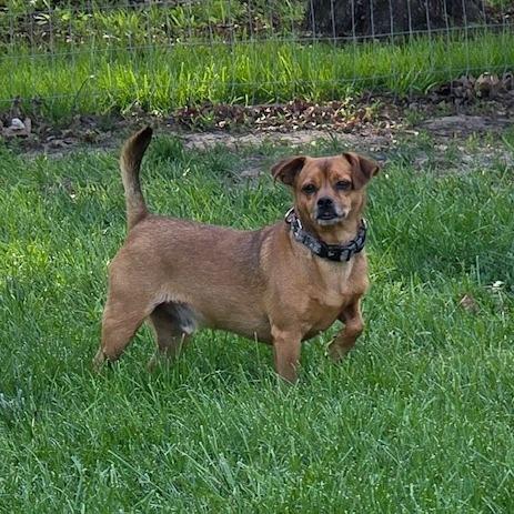 Enlarge Copper, a Adoptable Chihuahua in Kansas City, MO image 3/6