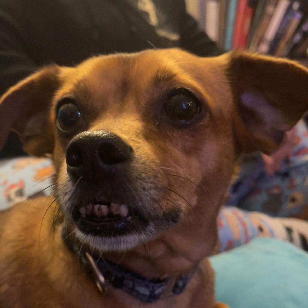 Enlarge Copper, a Adoptable Chihuahua in Kansas City, MO image 5/6