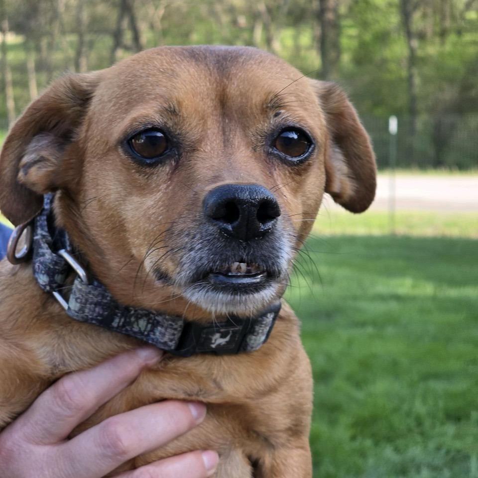 Copper, a Adoptable Chihuahua in Kansas City, MO image 5/5