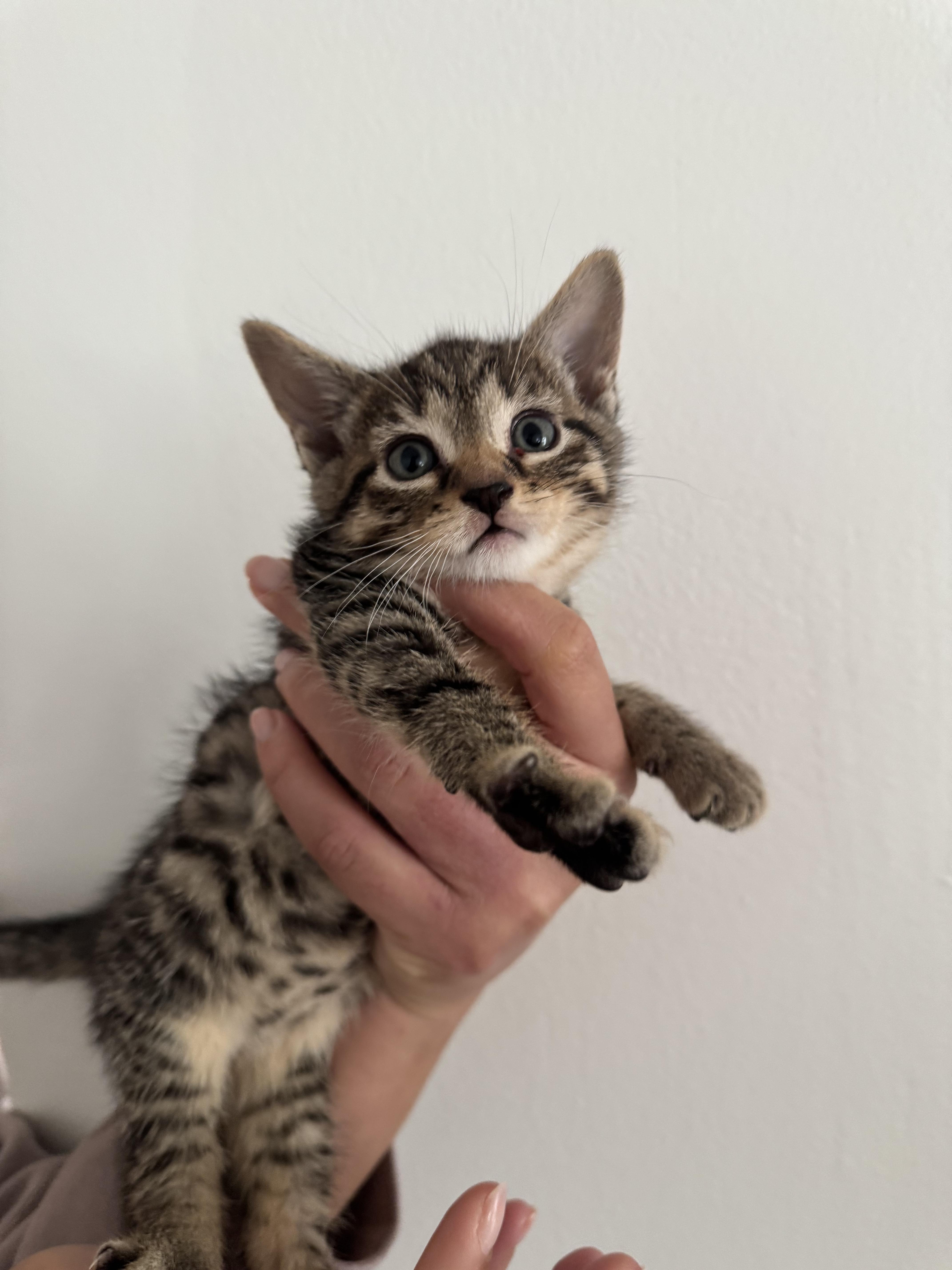 Cleo, a ADOPTABLE Domestic Short Hair in Brooklyn, NY image 6/6