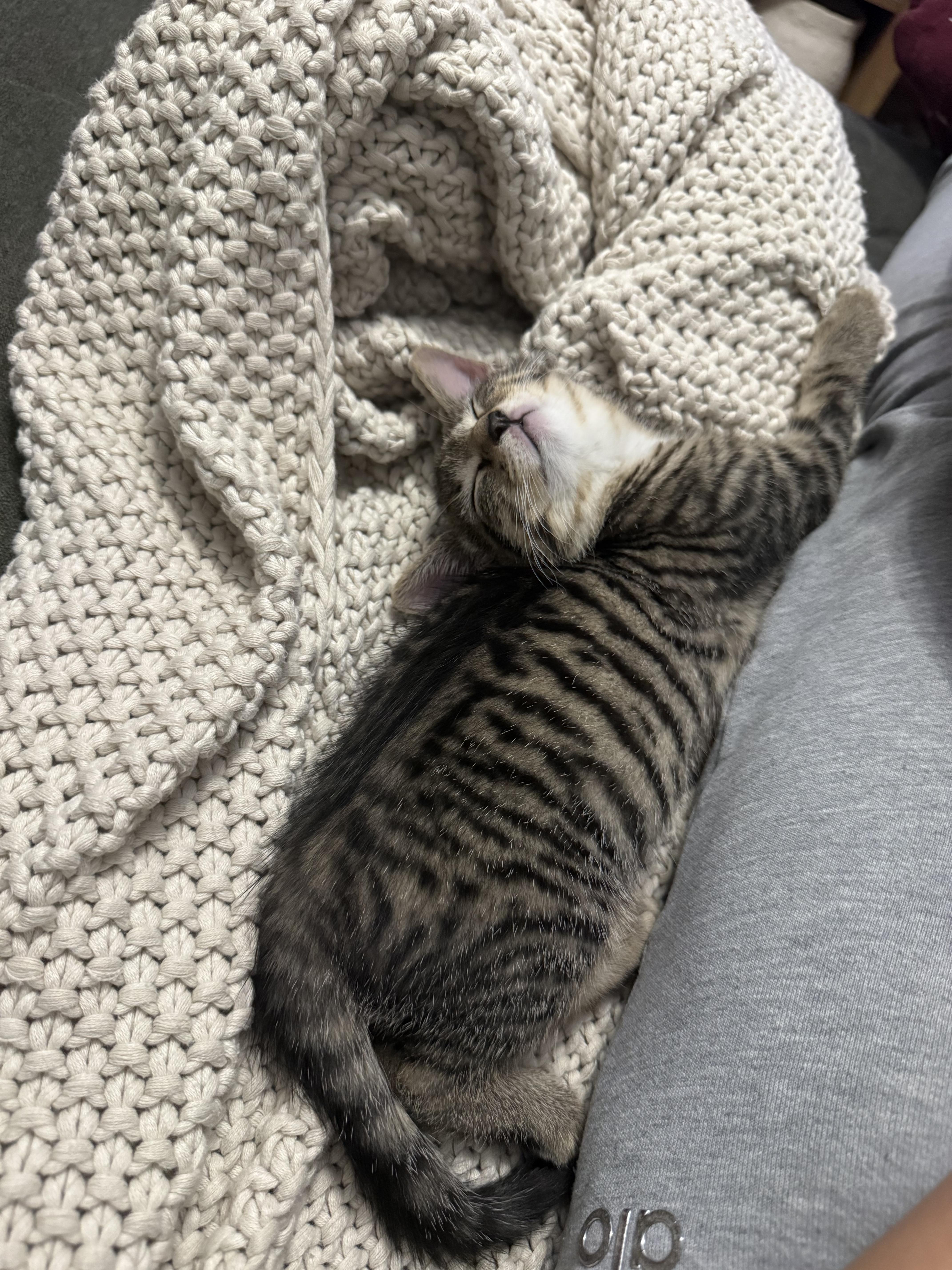 Cleo, a ADOPTABLE Domestic Short Hair in Brooklyn, NY image 5/6