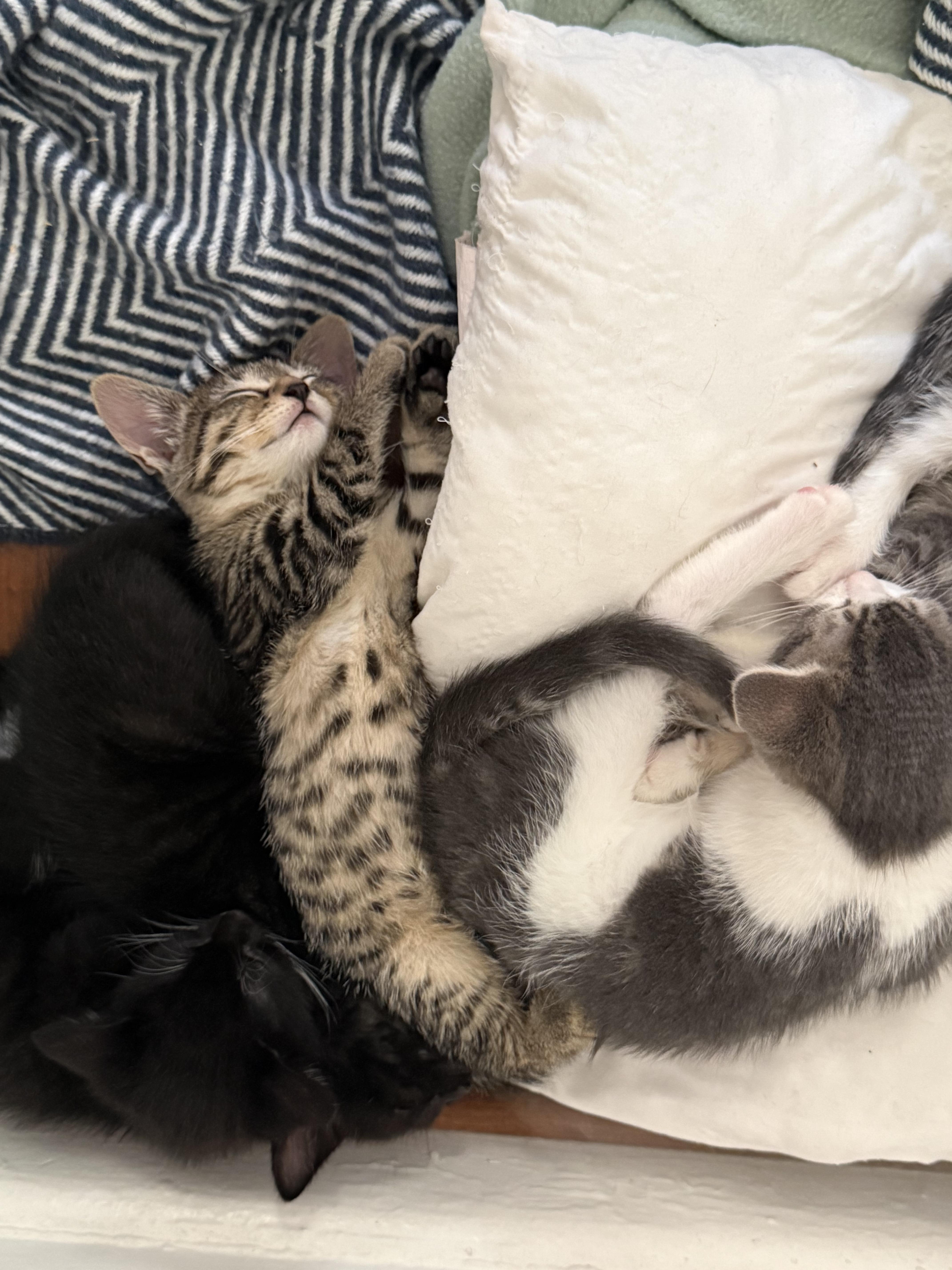 Cleo, a ADOPTABLE Domestic Short Hair in Brooklyn, NY image 3/6