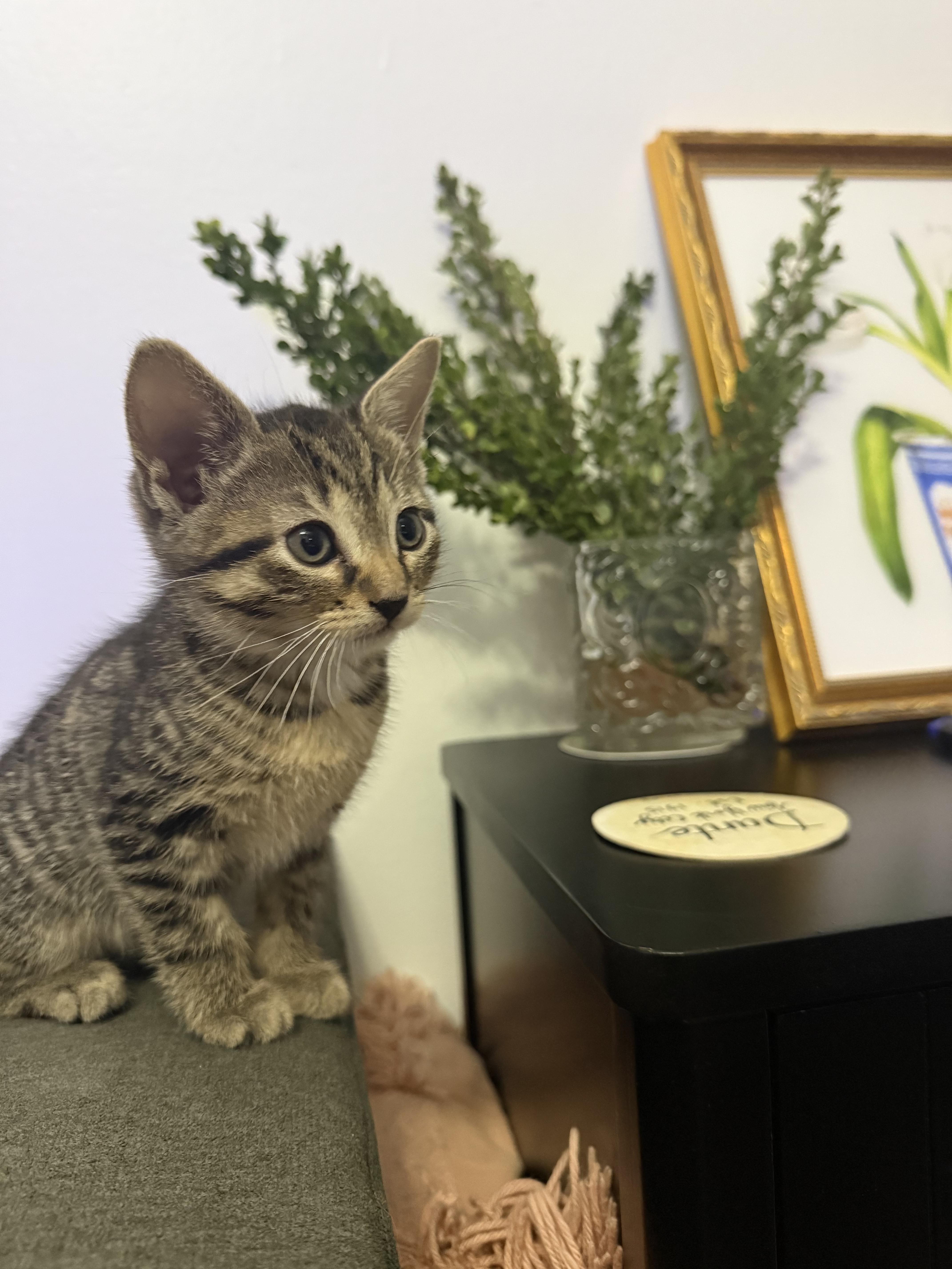 Cleo, a ADOPTABLE Domestic Short Hair in Brooklyn, NY image 2/6