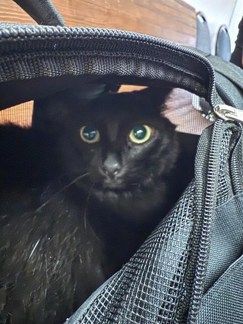 Enlarge URSA, a Adoptable Domestic Long Hair in Fort Walton Beach, FL image 1/1