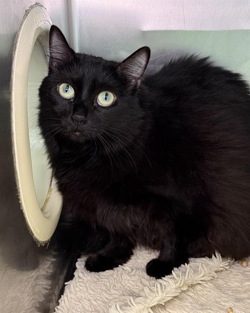 Enlarge URSA, a Adoptable Domestic Long Hair in Fort Walton Beach, FL image 1/1