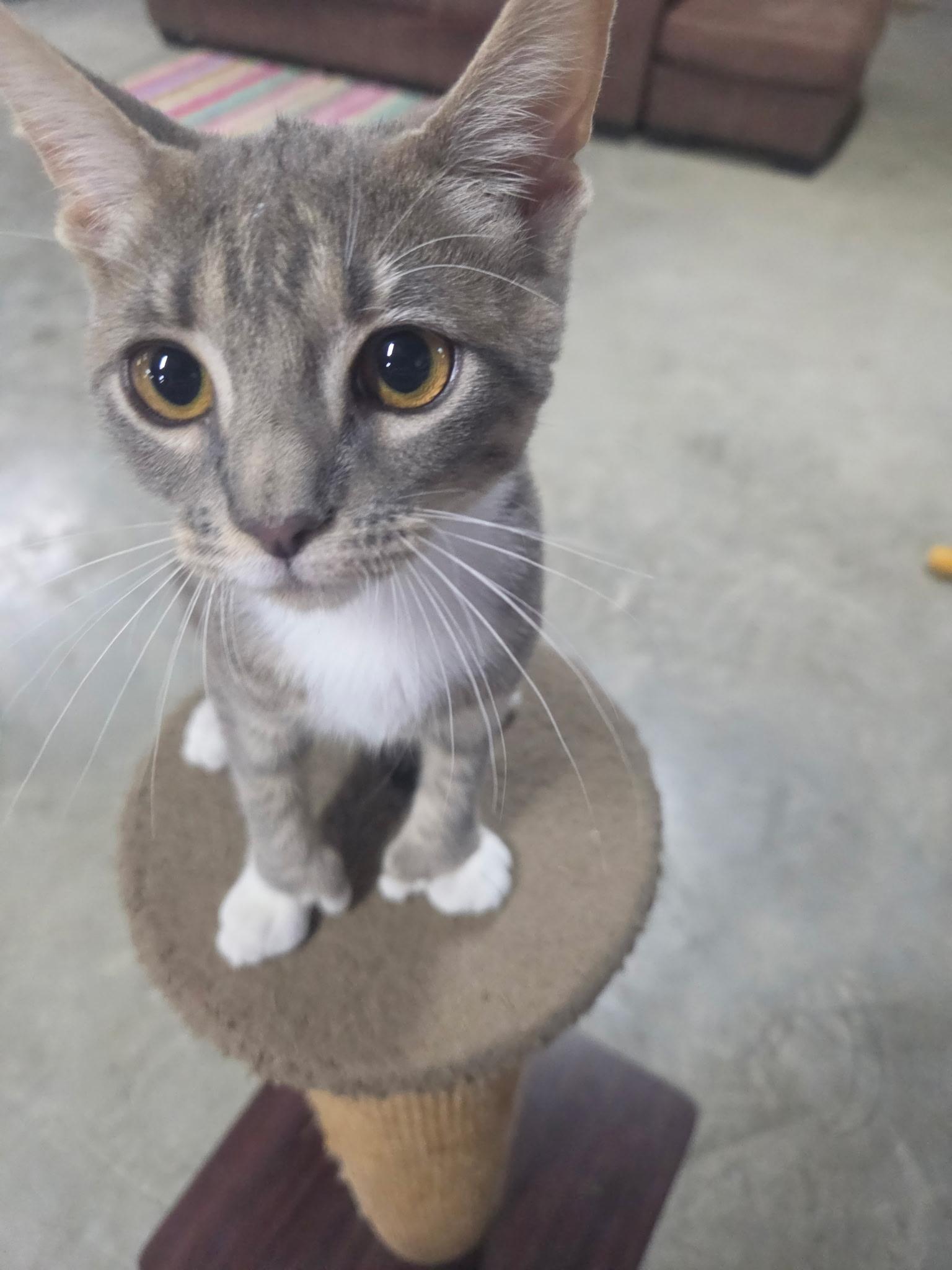 Polly the Polydactyl, ADOPTABLE, Kitten Female Domestic Short Hair.