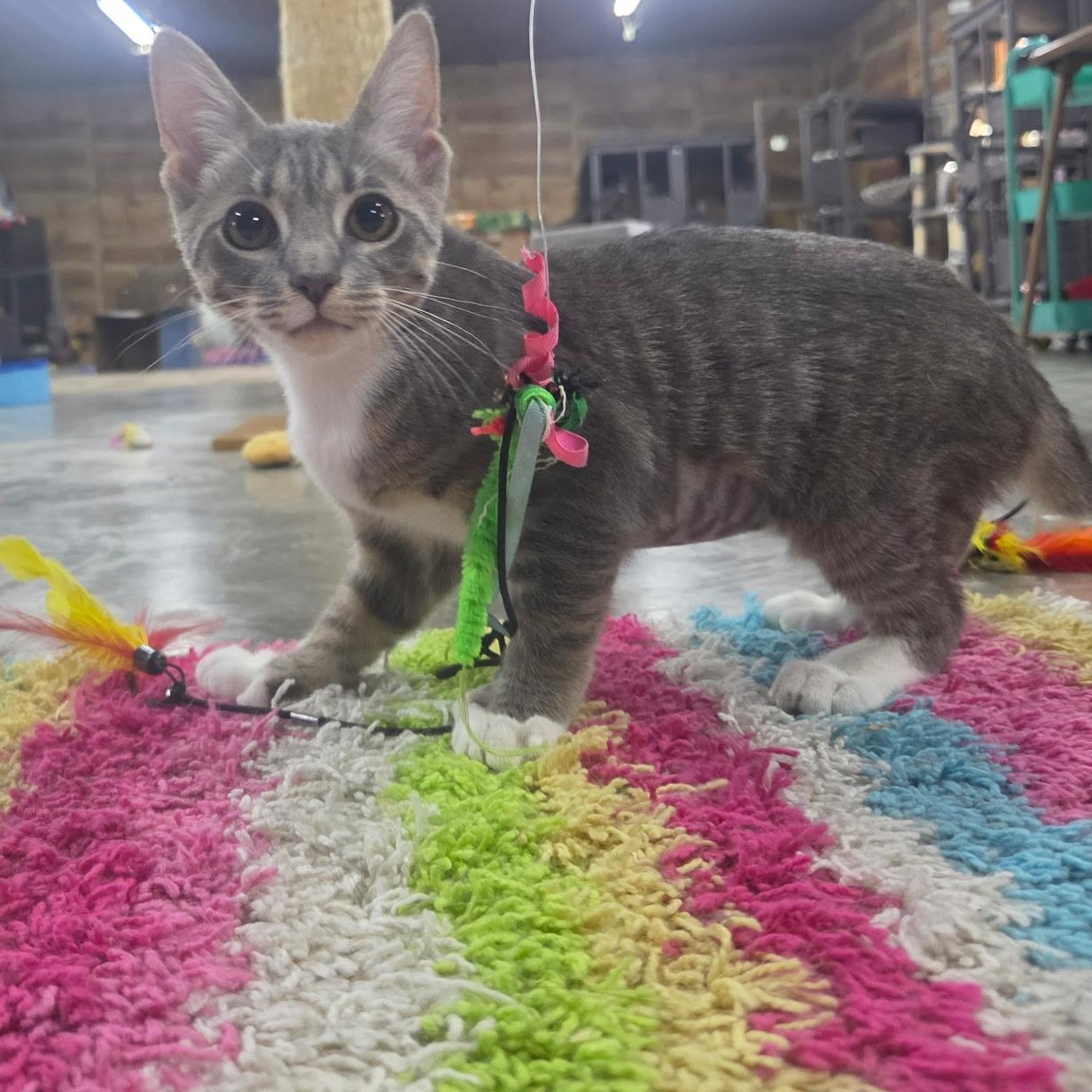Polly the Polydactyl, a ADOPTABLE Domestic Short Hair in Avondale, PA image 2/3