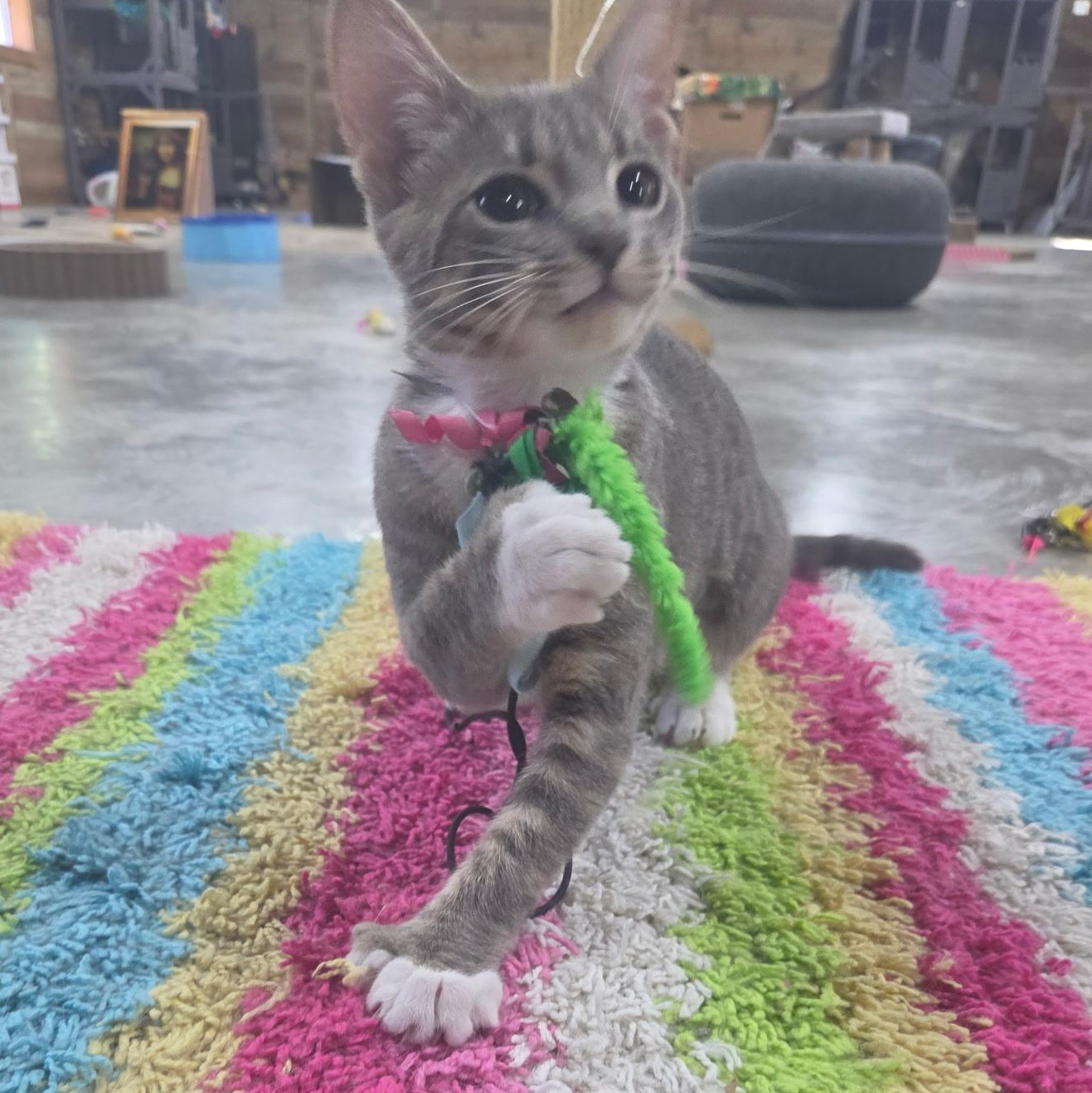 Polly the Polydactyl, a ADOPTABLE Domestic Short Hair in Avondale, PA image 3/3