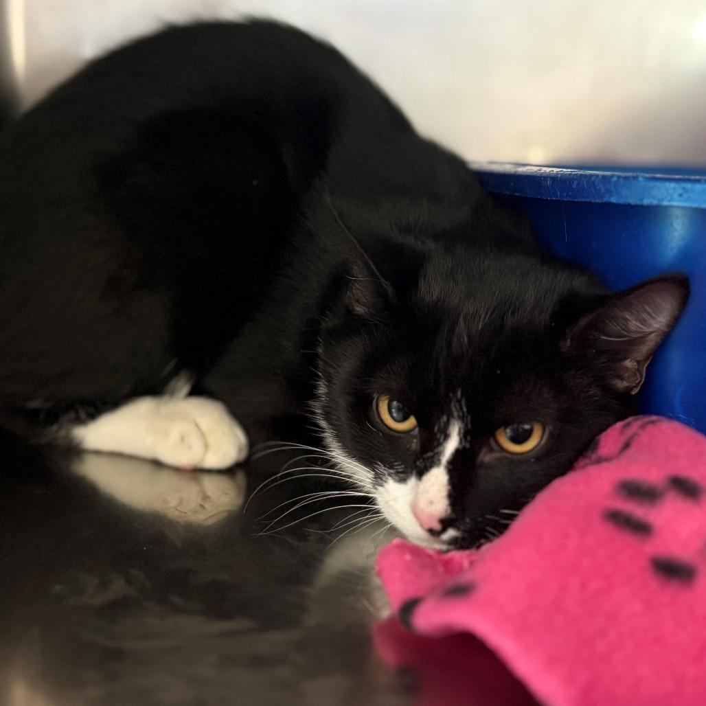 Magpie, Adoptable, Young Female Domestic Short Hair.