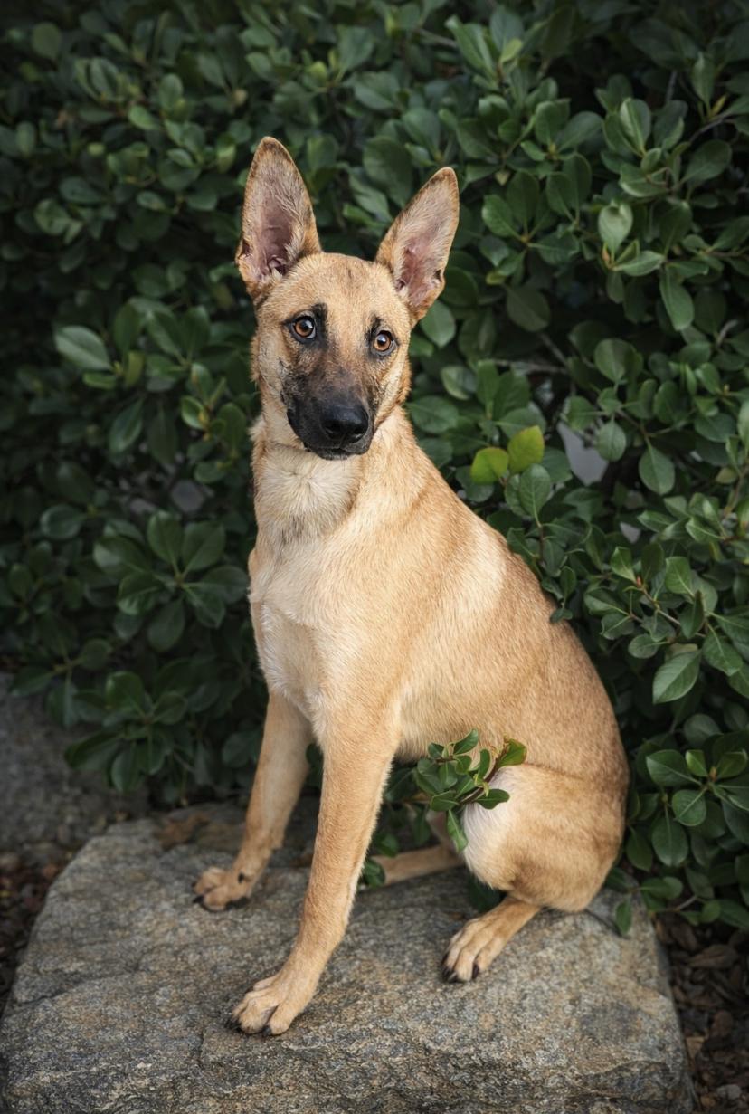 Harley, Adoptable, Young Male Shepherd.
