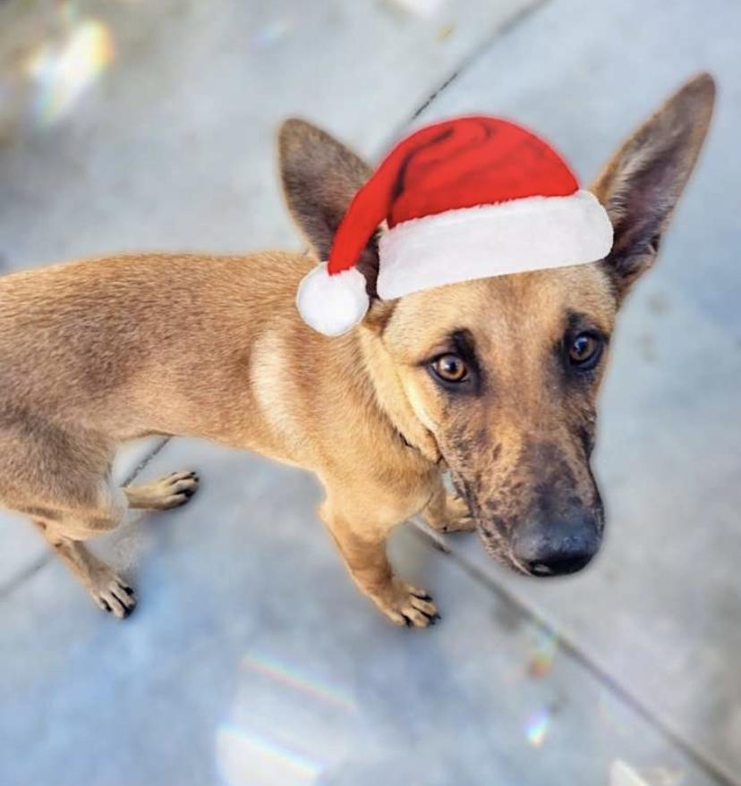 Enlarge Harley, a Adoptable mixed breed in Murrieta, CA image 2/4