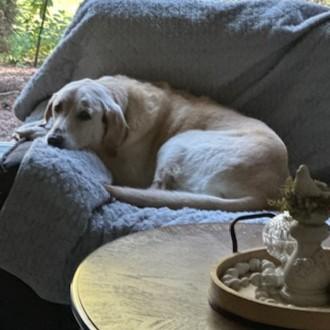 Homer Courtesy Listing, ADOPTABLE, Senior Male Yellow Labrador Retriever.