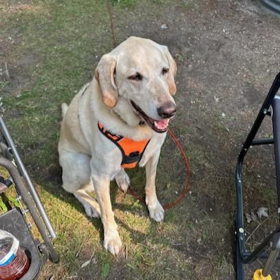 Homer Courtesy Listing, a ADOPTABLE Yellow Labrador Retriever in Midland, MI image 2/5