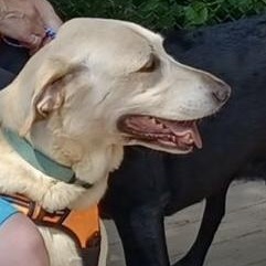 Homer Courtesy Listing, a ADOPTABLE Yellow Labrador Retriever in Midland, MI image 3/5