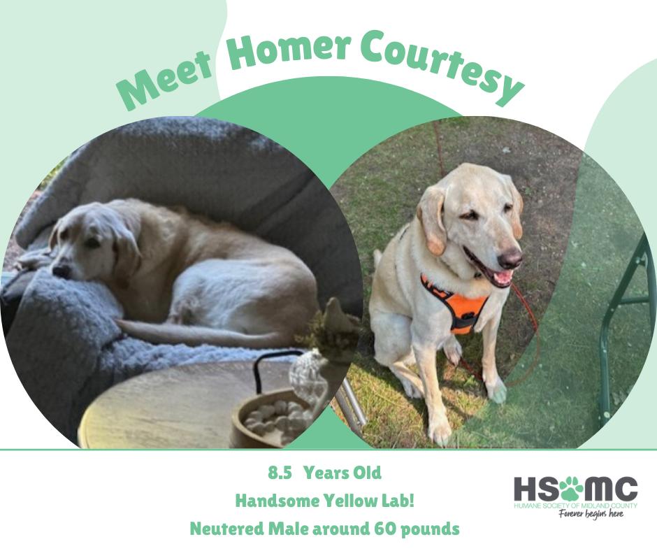 Homer Courtesy Listing, a ADOPTABLE Yellow Labrador Retriever in Midland, MI image 4/5