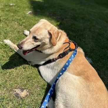 Homer Courtesy Listing, a ADOPTABLE Yellow Labrador Retriever in Midland, MI image 5/5