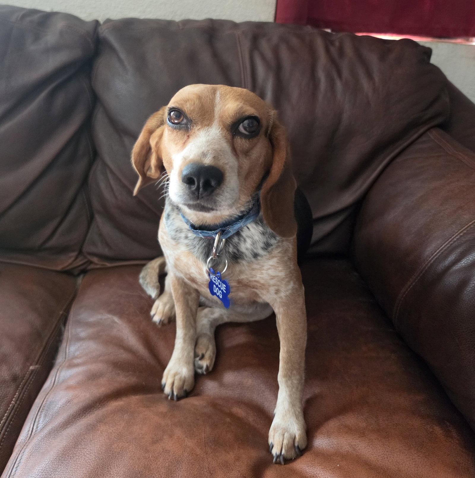 Reagan (Stevie) (Rhiannon), Adopted, Adult Female Beagle.