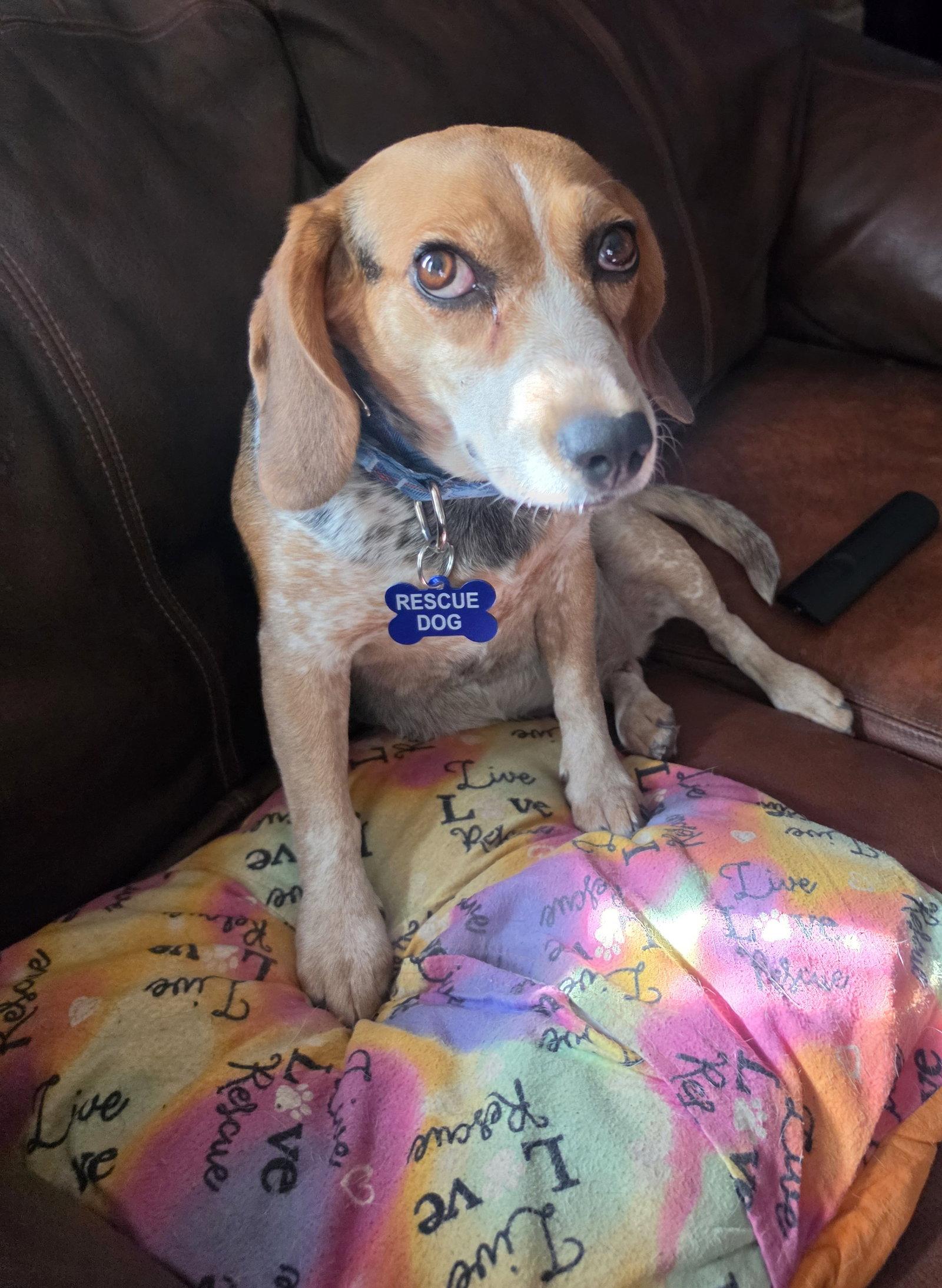 Enlarge Reagan (Stevie) (Rhiannon), a Adopted Beagle in Las Vegas, NV image 2/3