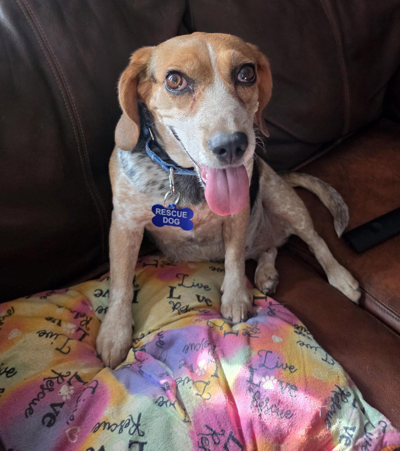 Enlarge Reagan (Stevie) (Rhiannon), a Adopted Beagle in Las Vegas, NV image 3/3