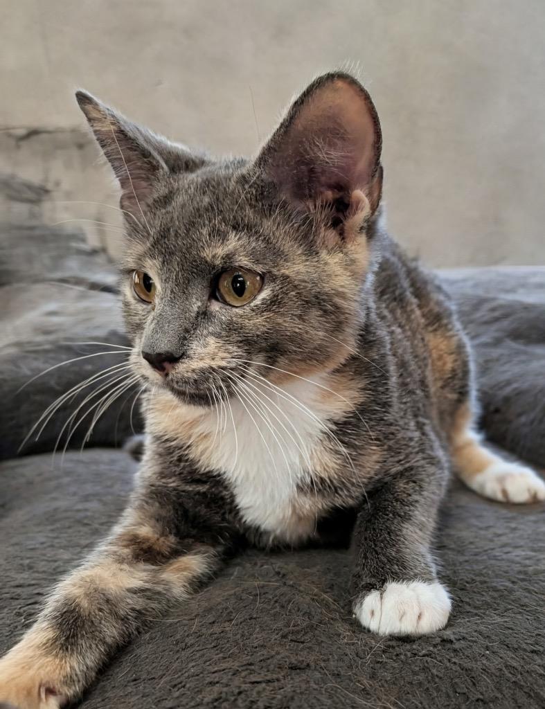 Pistachio A2723772, Adopted, Kitten Female Domestic Short Hair.