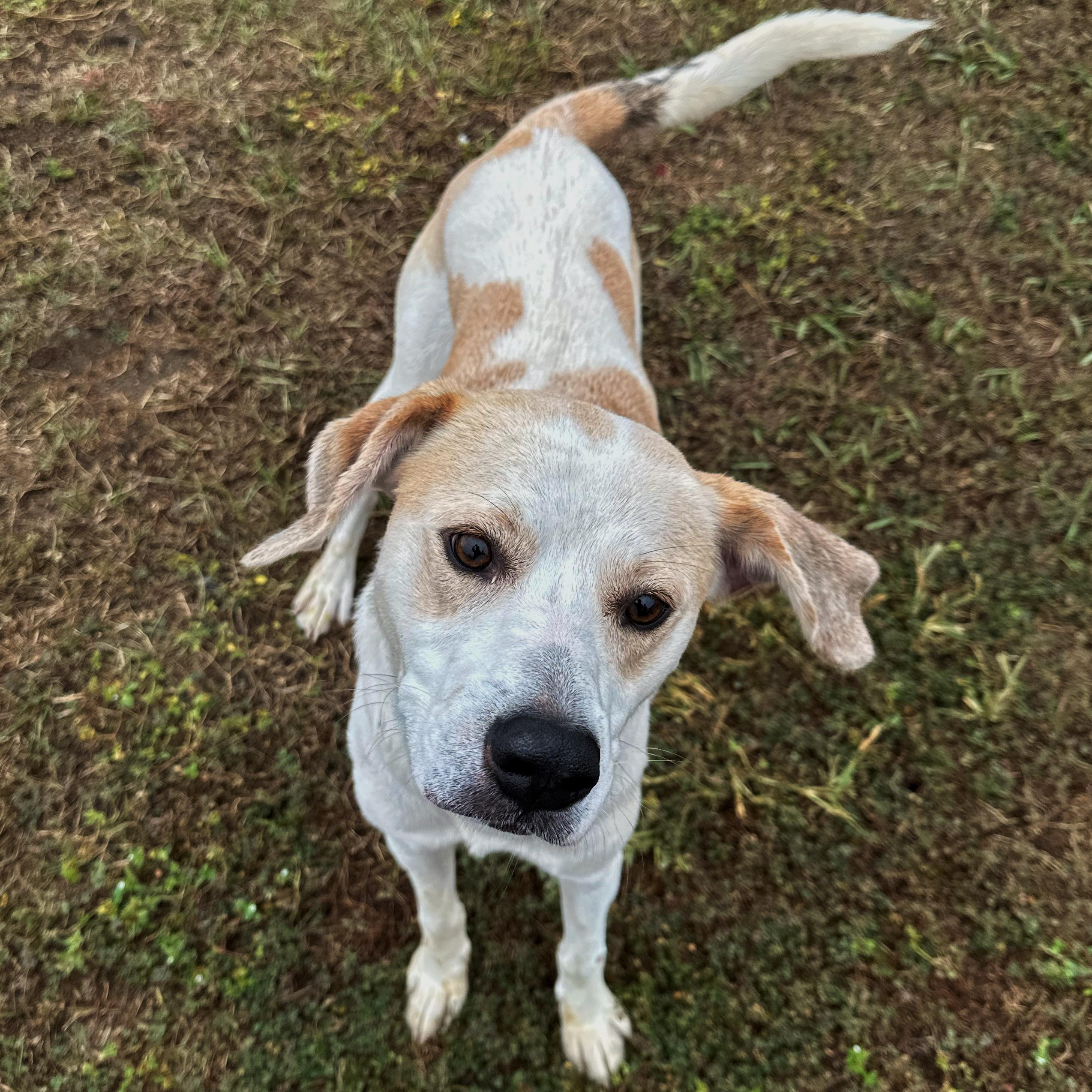 Skippy, a Adoptable mixed breed in Valdosta, GA image 2/5