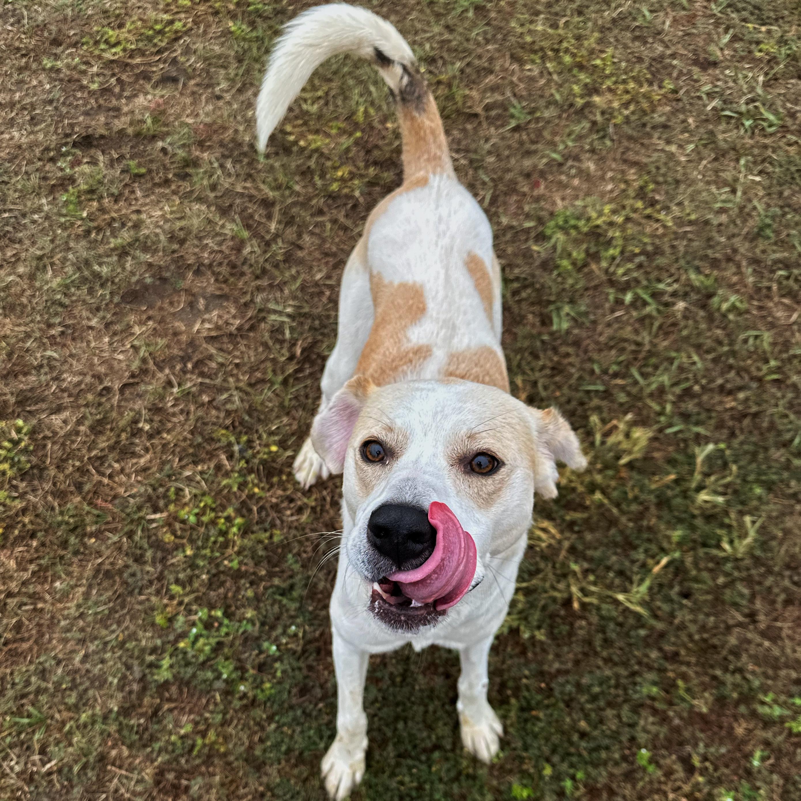 Skippy, a Adoptable mixed breed in Valdosta, GA image 3/5