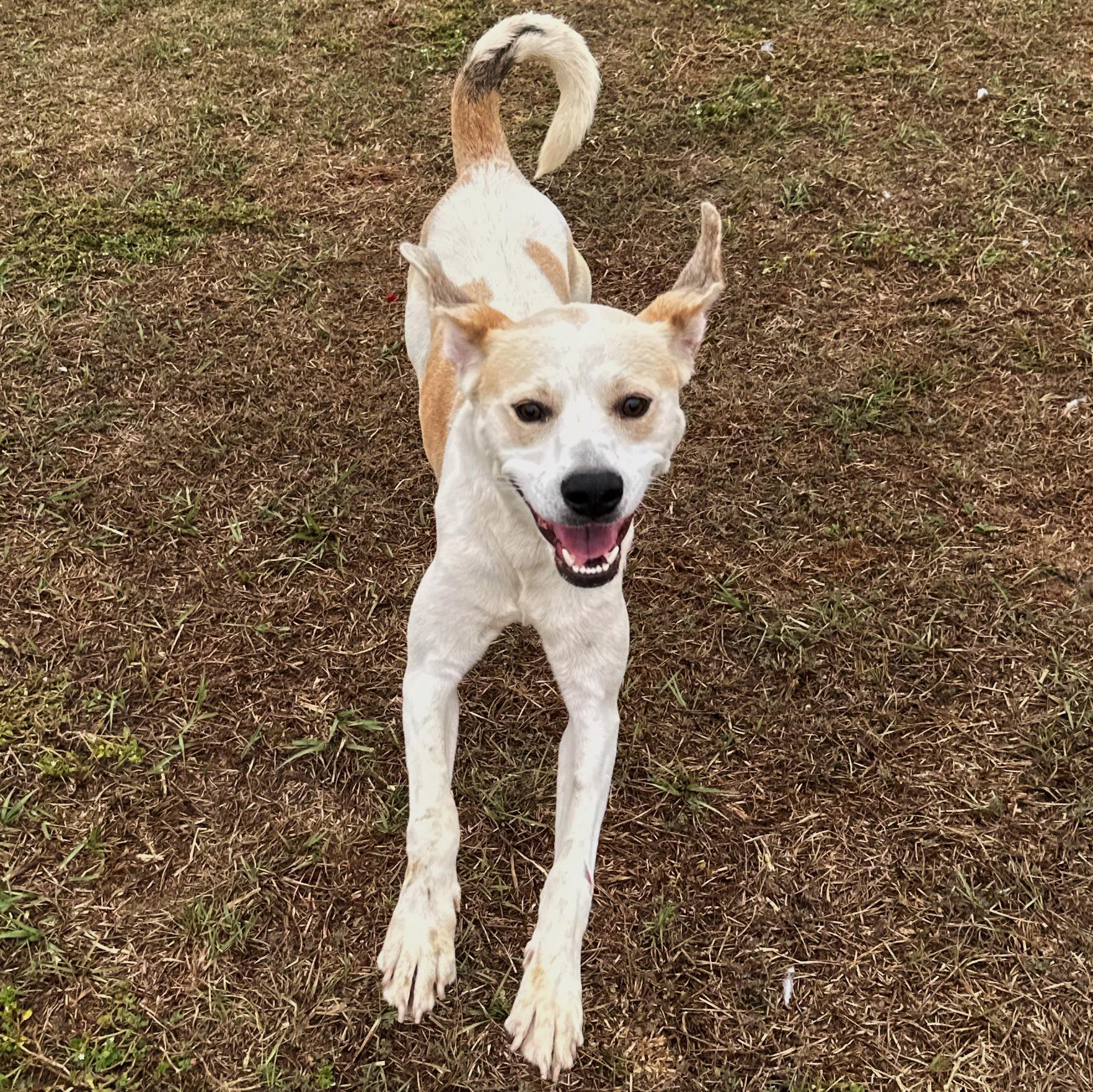 Skippy, a Adoptable mixed breed in Valdosta, GA image 4/5