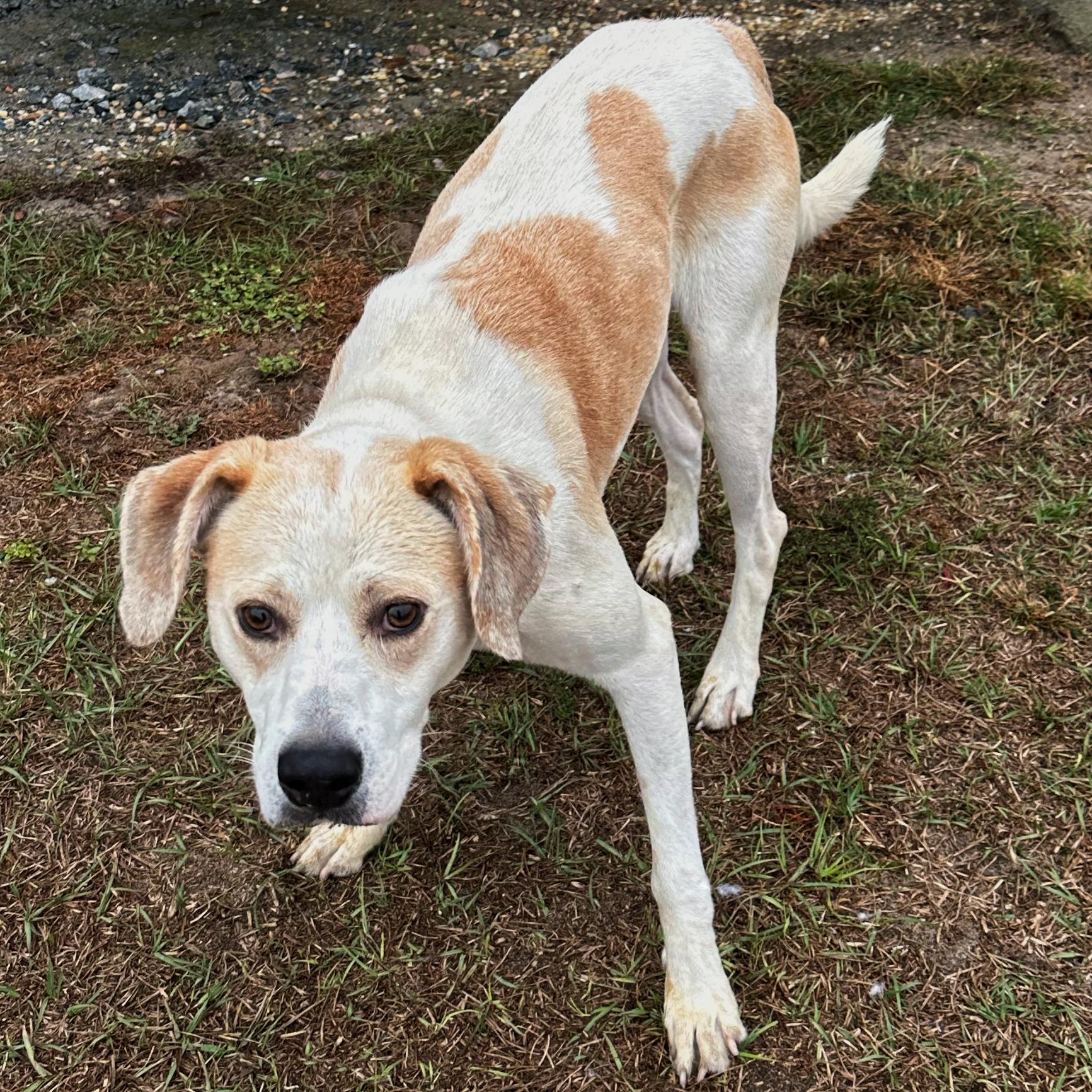 Skippy, a Adoptable mixed breed in Valdosta, GA image 5/5
