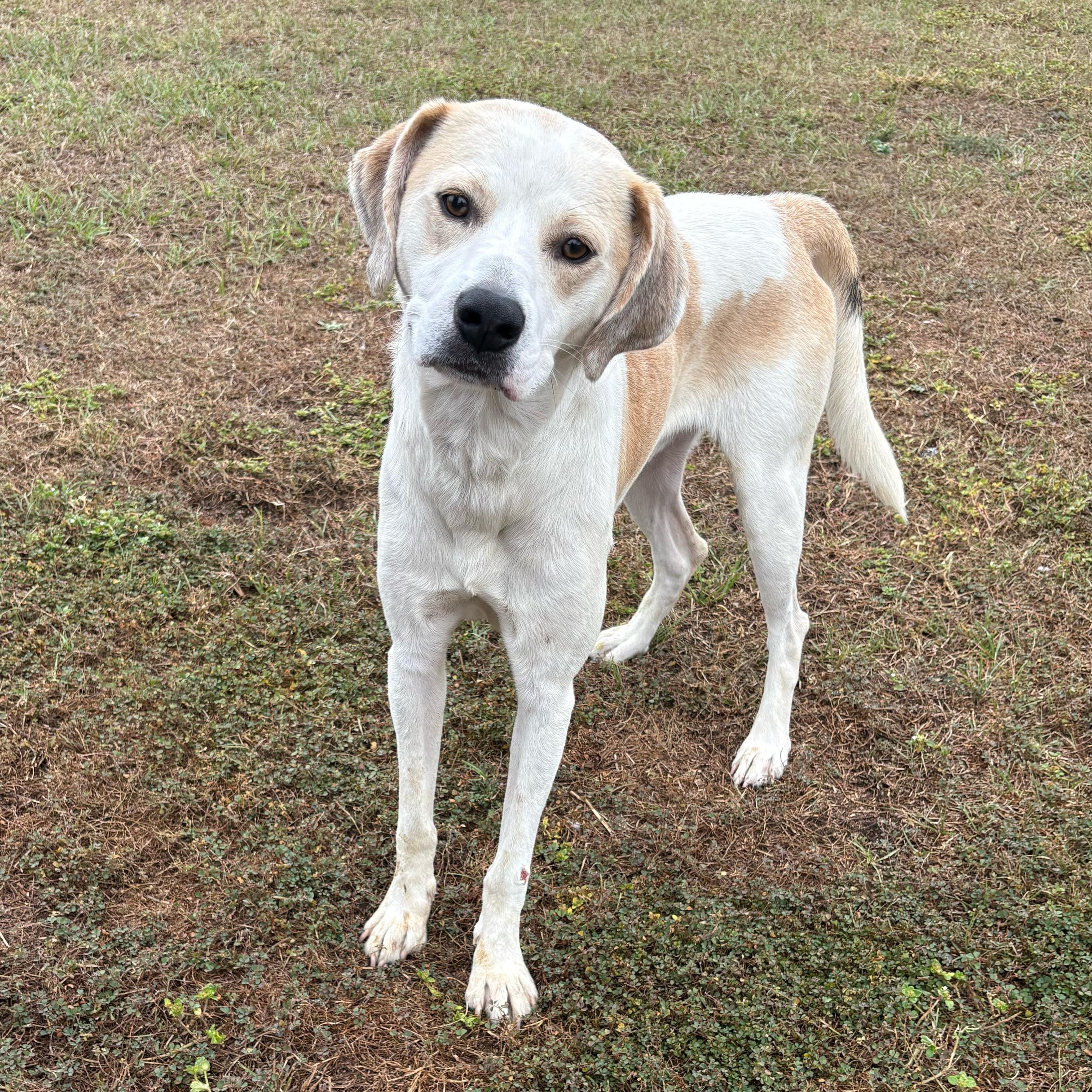 Skippy, a Adoptable mixed breed in Valdosta, GA image 1/5