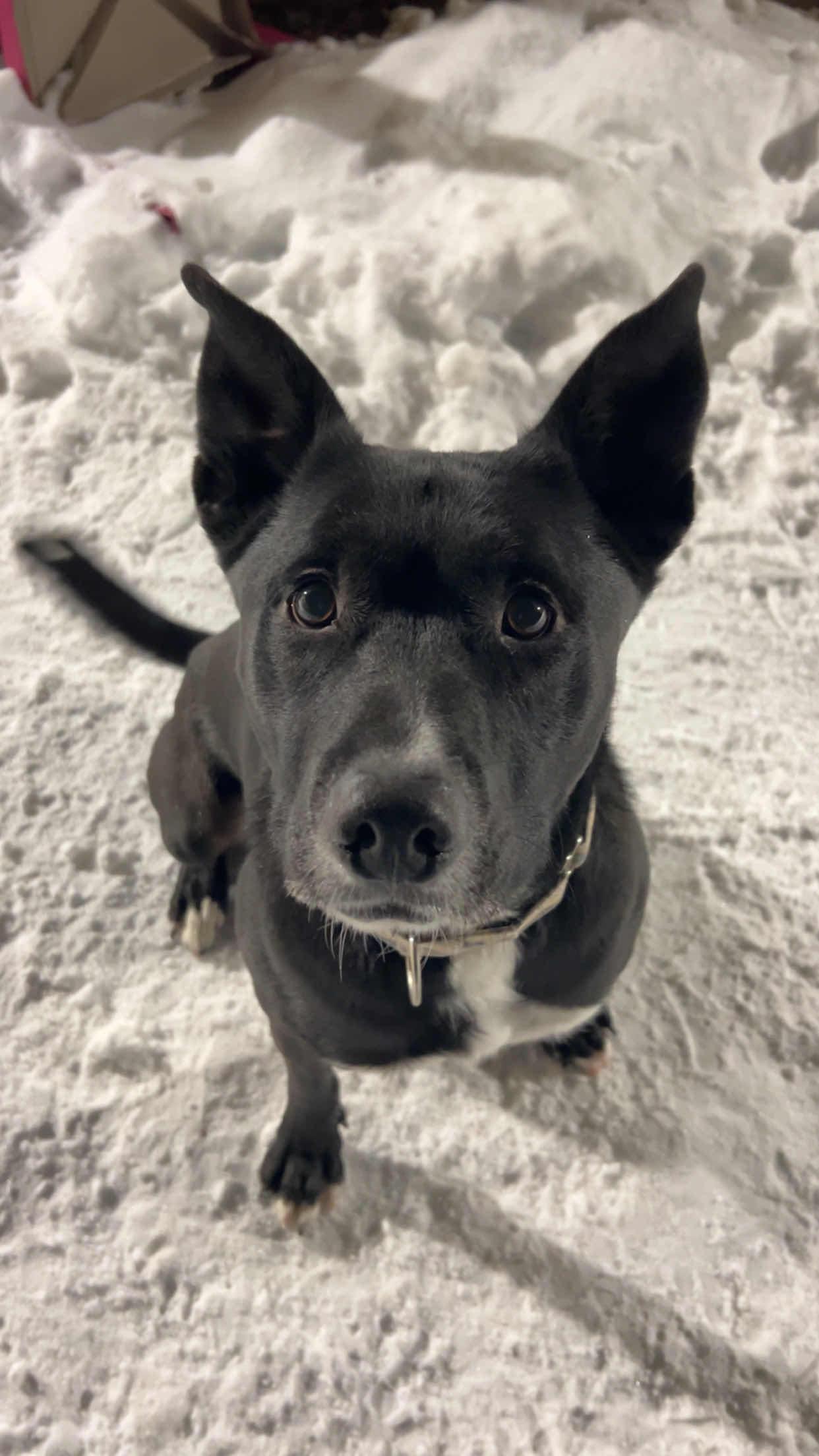 Lomas, Adoptable, Adult Male Mixed Breed.