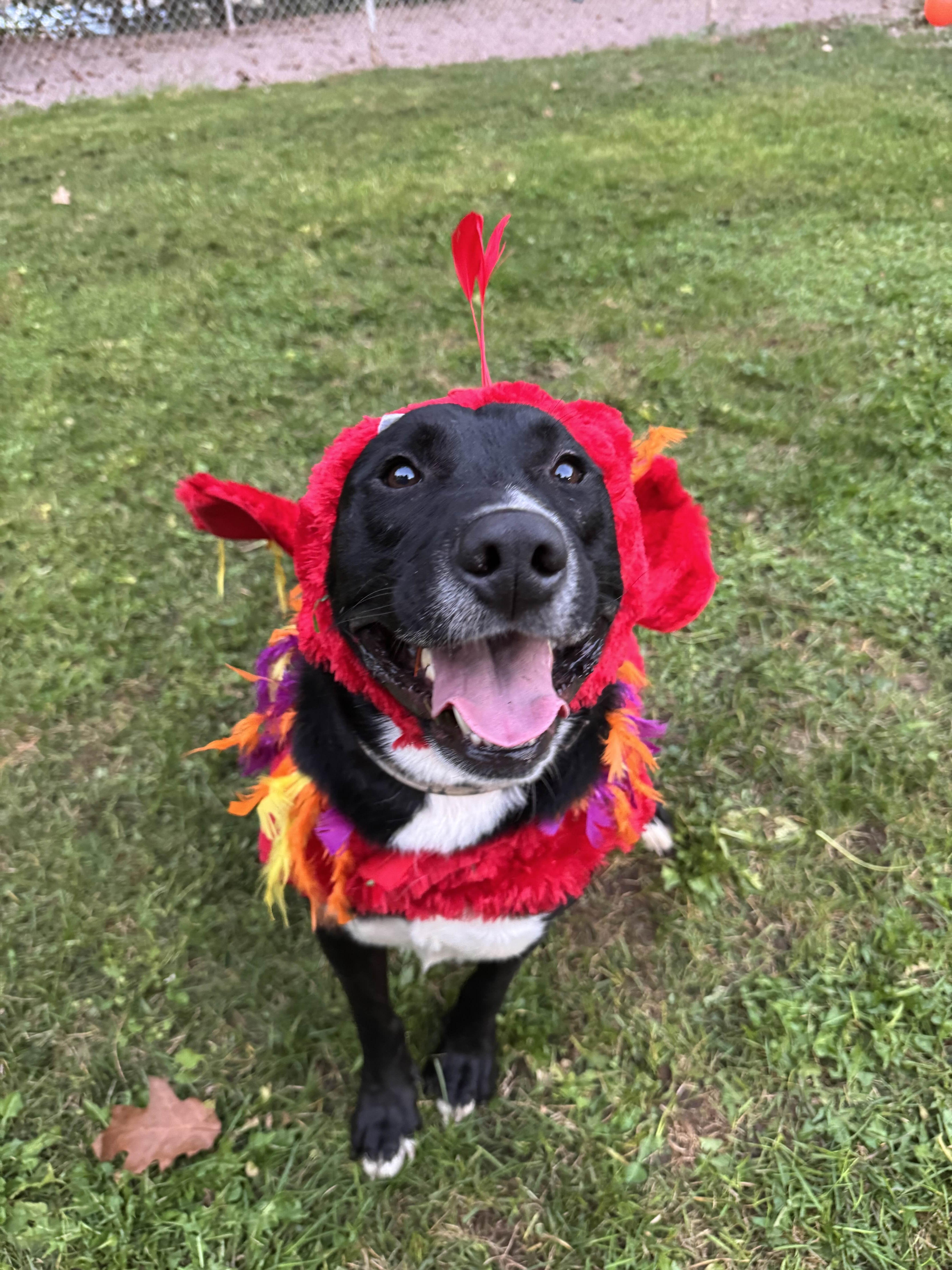 Lomas, Adoptable, Adult Male Mixed Breed.