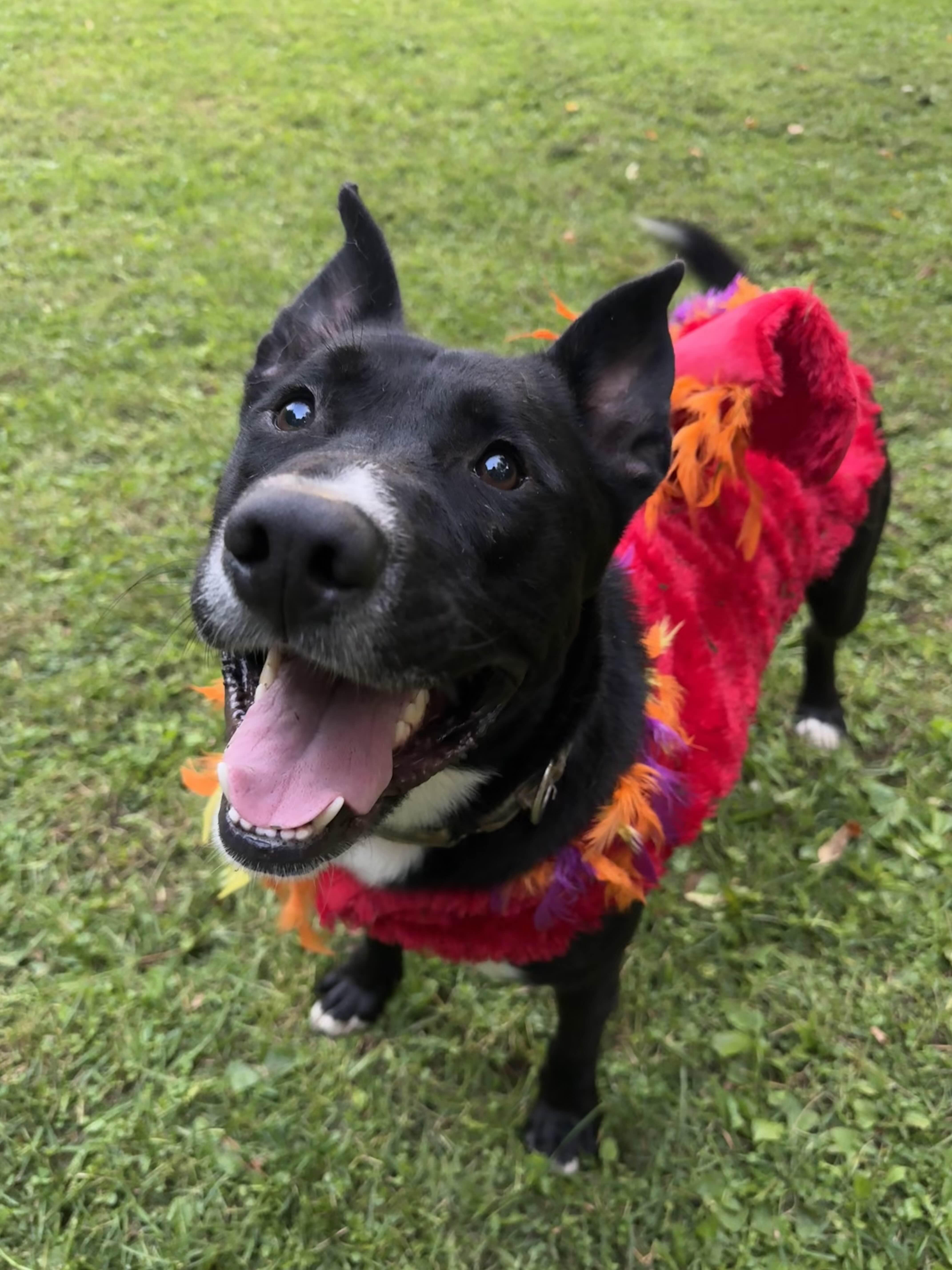 Lomas, an adoptable Mixed Breed in Houghton, MI, 49931 | Photo Image 1