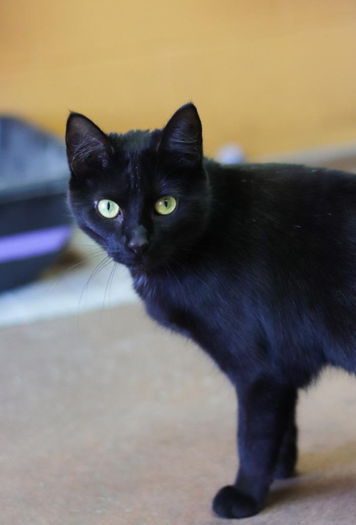 Apple Bapple, Adoptable, Adult Female Domestic Short Hair.