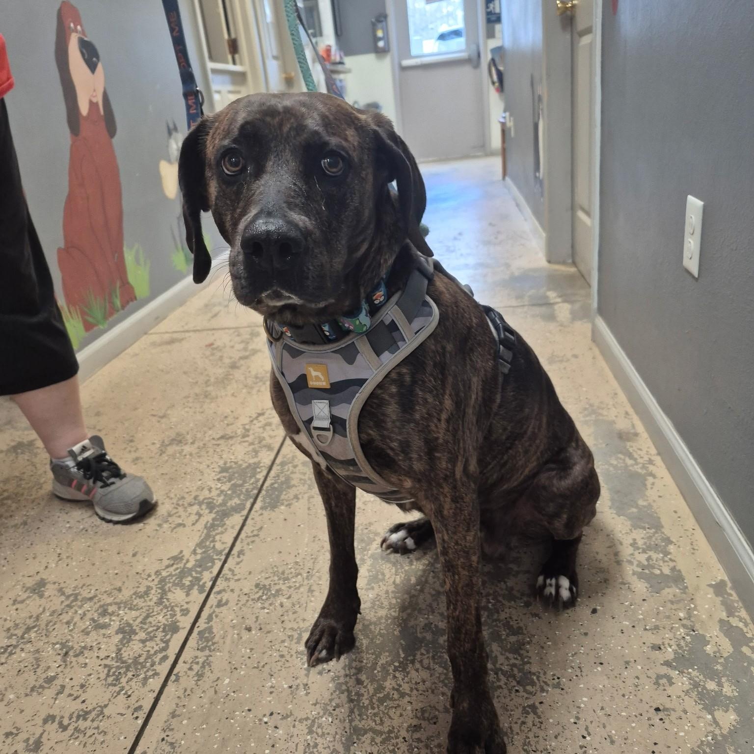 Enlarge Martha, an adoptable mixed breed in Saint Marys, PA image 1/2